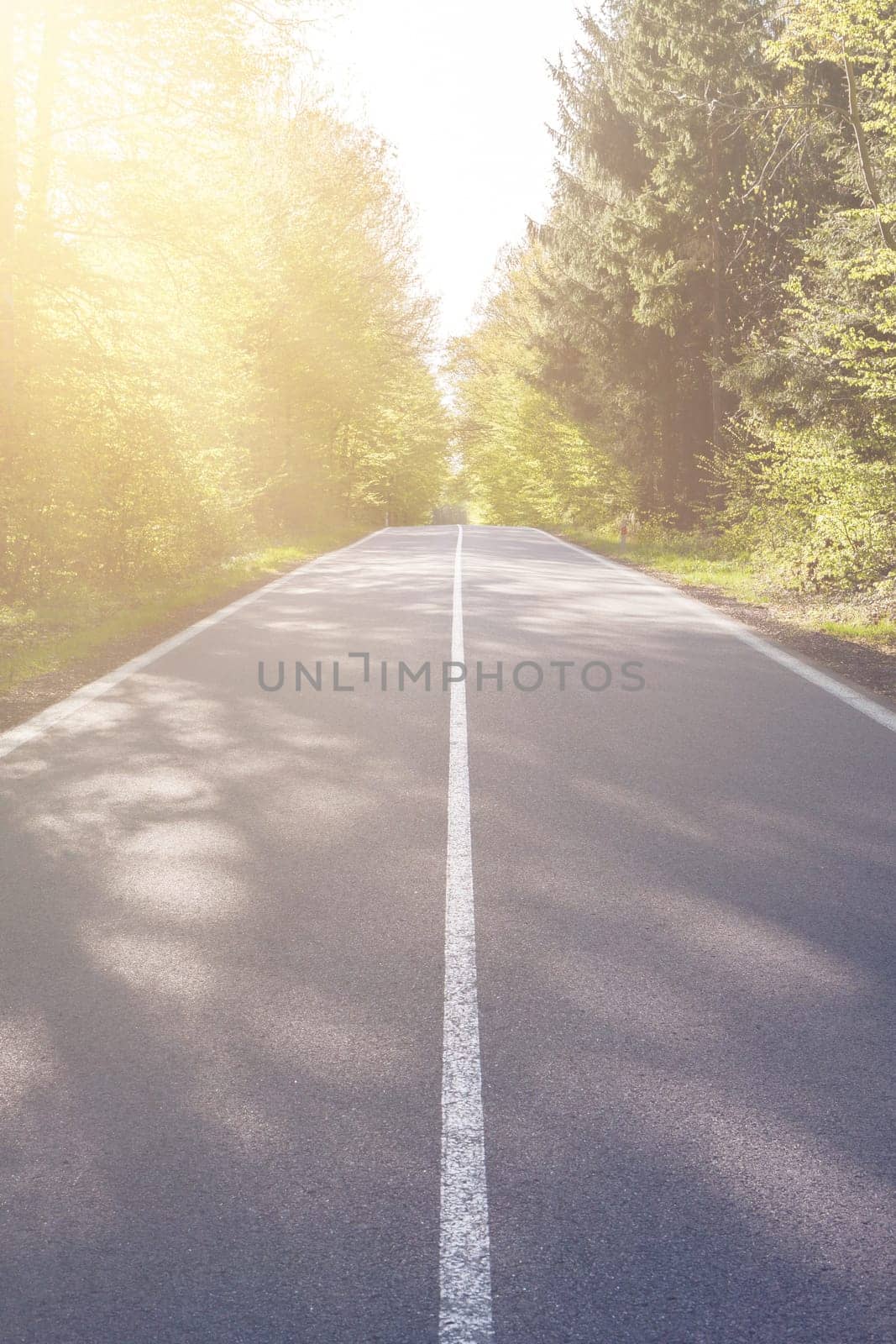 Country asphalt road with tree and sunset flare.