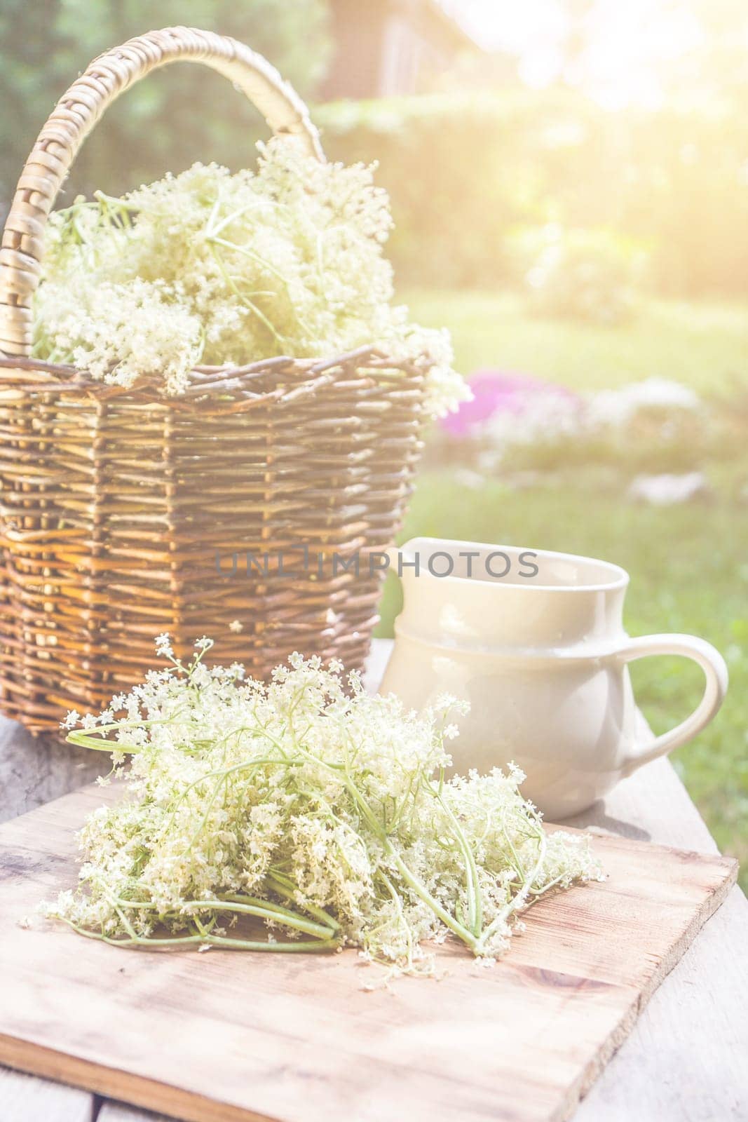 Elder blossom flower in a basket in the garden - herbs to prepare syrup with an old white jug and with sun rays