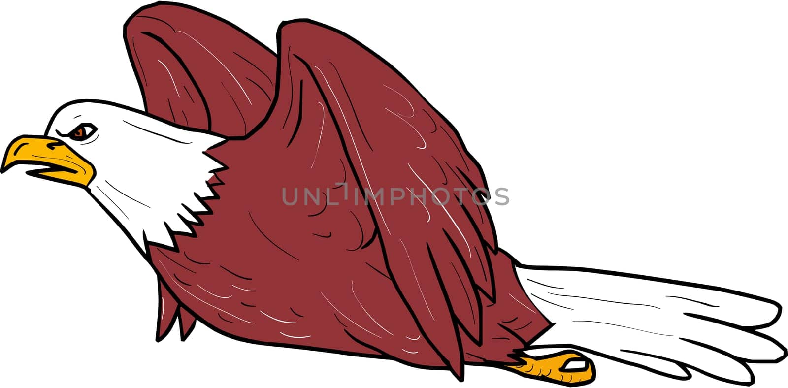 Illustration of a bald eagle flying viewed from the side set on isolated white background done in cartoon style.
