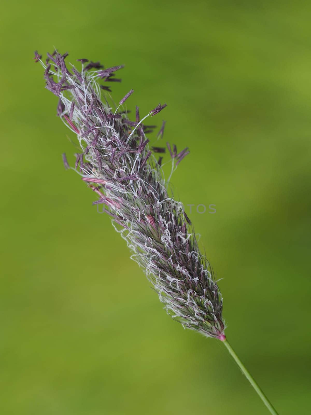 Almost faded sedge