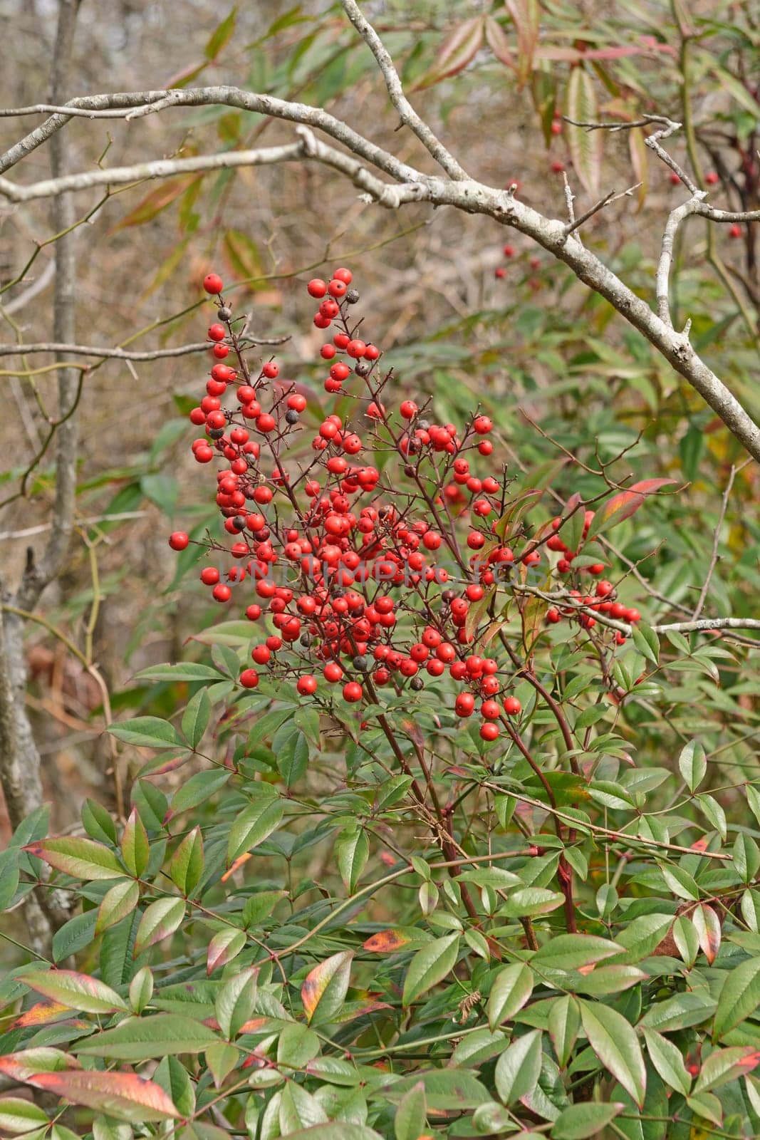 Red Winterberries in the late Winter in Hots Springs National Park in Arkansas