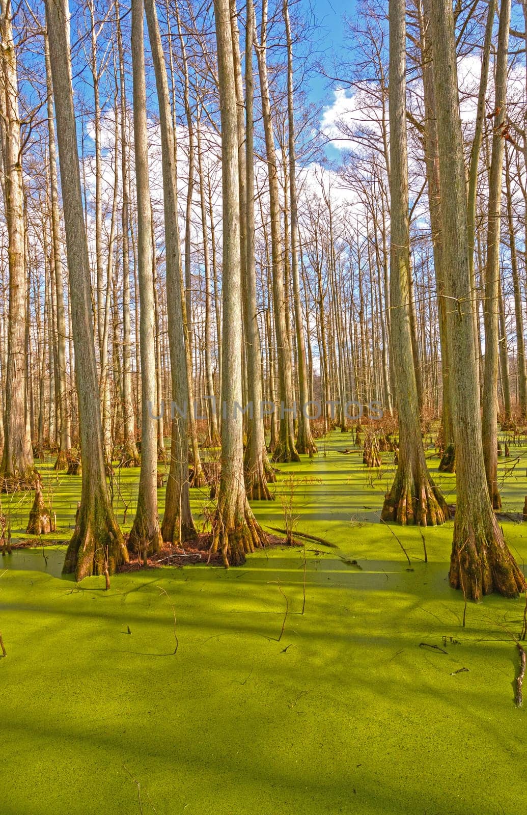 Cypress Swamp in the Sun at Heron Pond in Cache River State Natural Area
