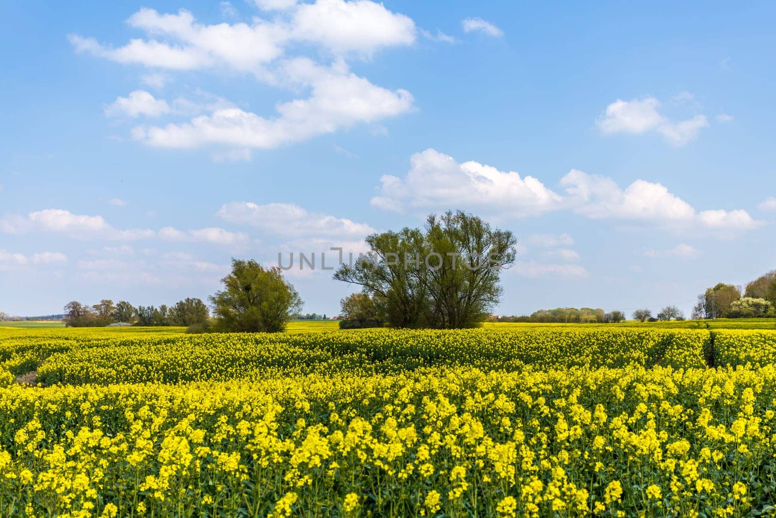 rapeseed
