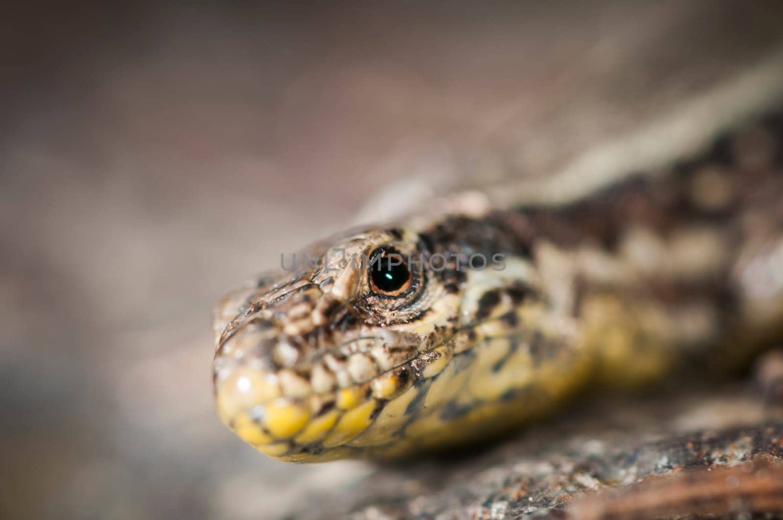 Lateral detail view of the head of a brown wall lizard (Podarcis muralis) sitting on a stone.