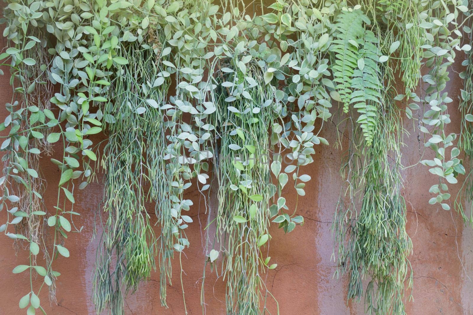 Hanging Green Plant Pot From Roof, stock photo