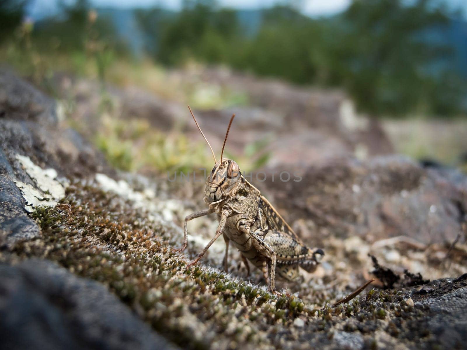 Close-up of a brown female nightingale grasshopper (Chorthippus biguttulus) on an alpine pasture in South Tyrol / Italy.
