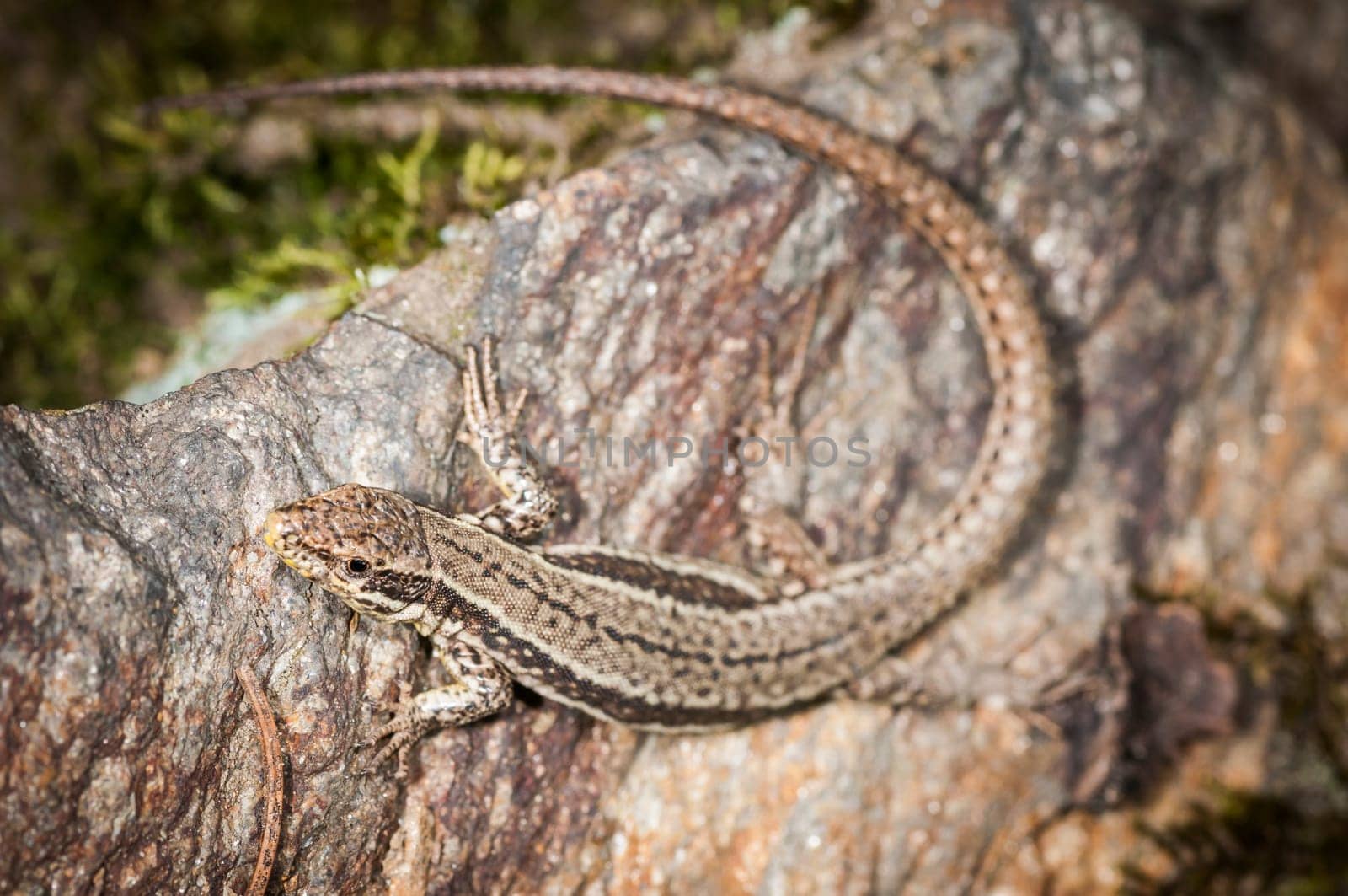 Elevated full-body view of a brown wall lizard (Podarcis muralis) sitting on a stone.