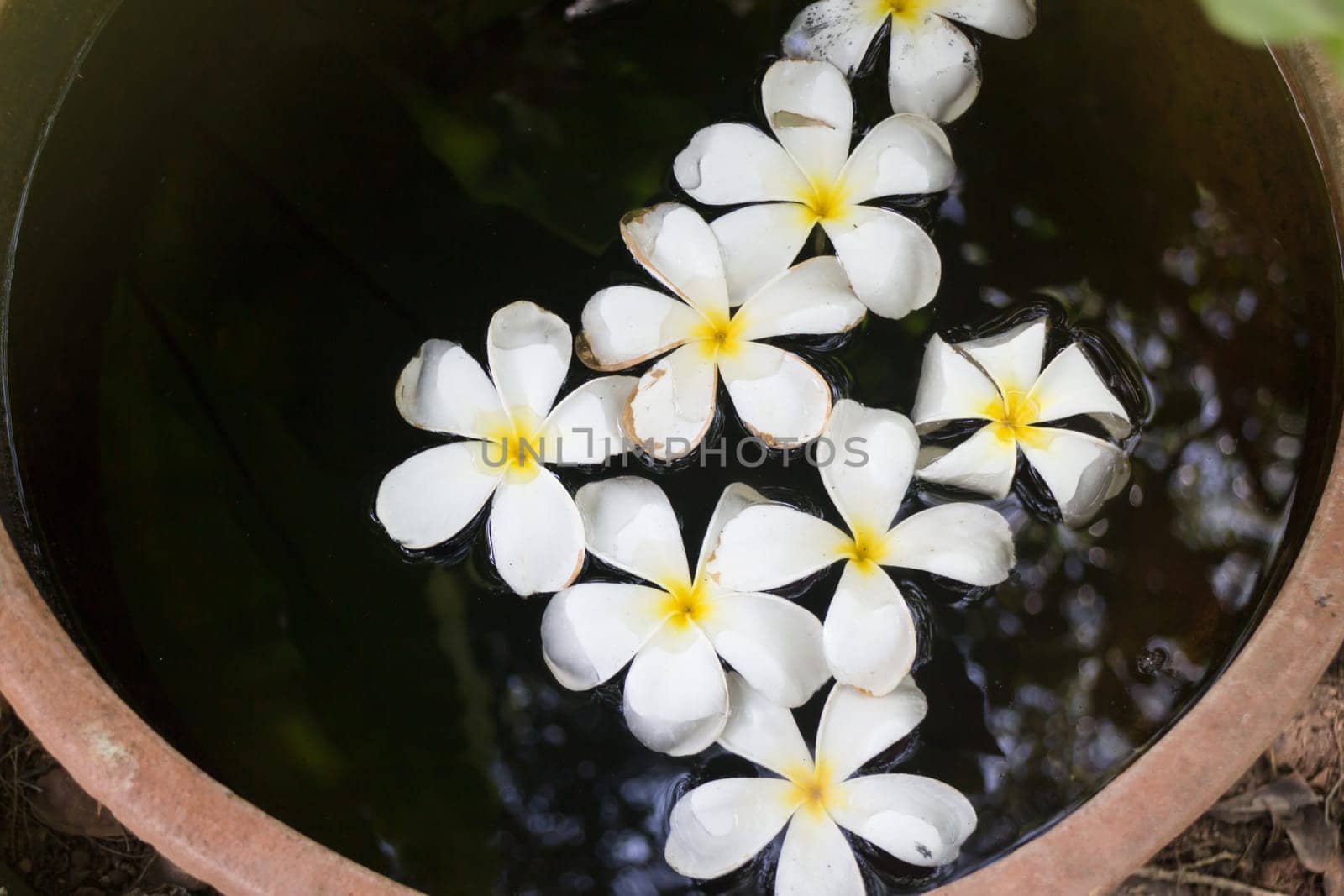 Plumeria Flowers In Garden Water Bowl, stock photo