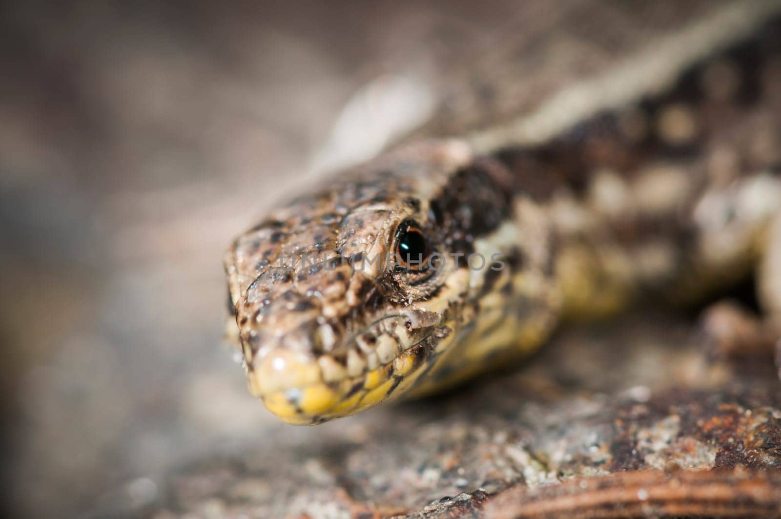 Lateral detail view of the head of a brown wall lizard (Podarcis muralis) sitting on a stone.