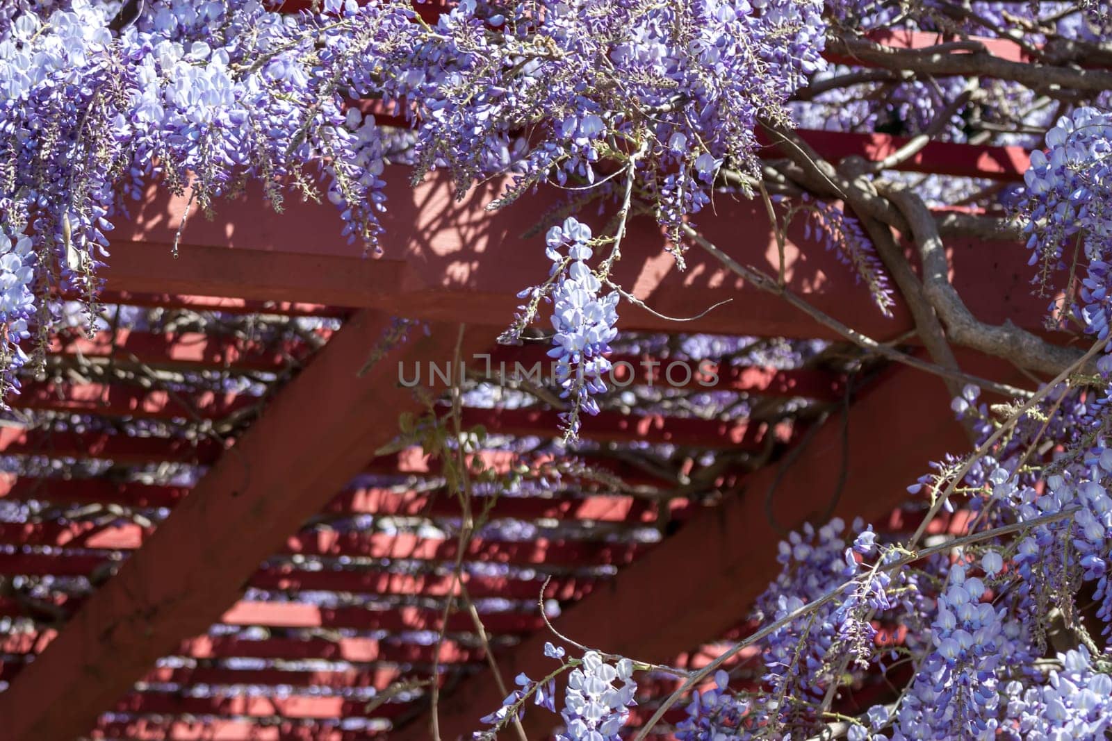 amazing violet wisteria blossom spring in italy