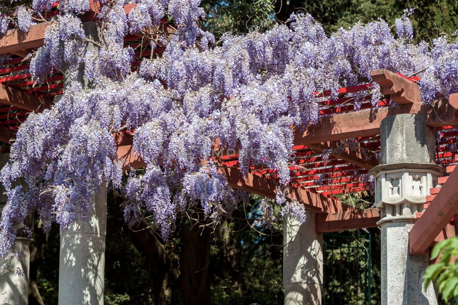 amazing violet wisteria blossom spring in italy