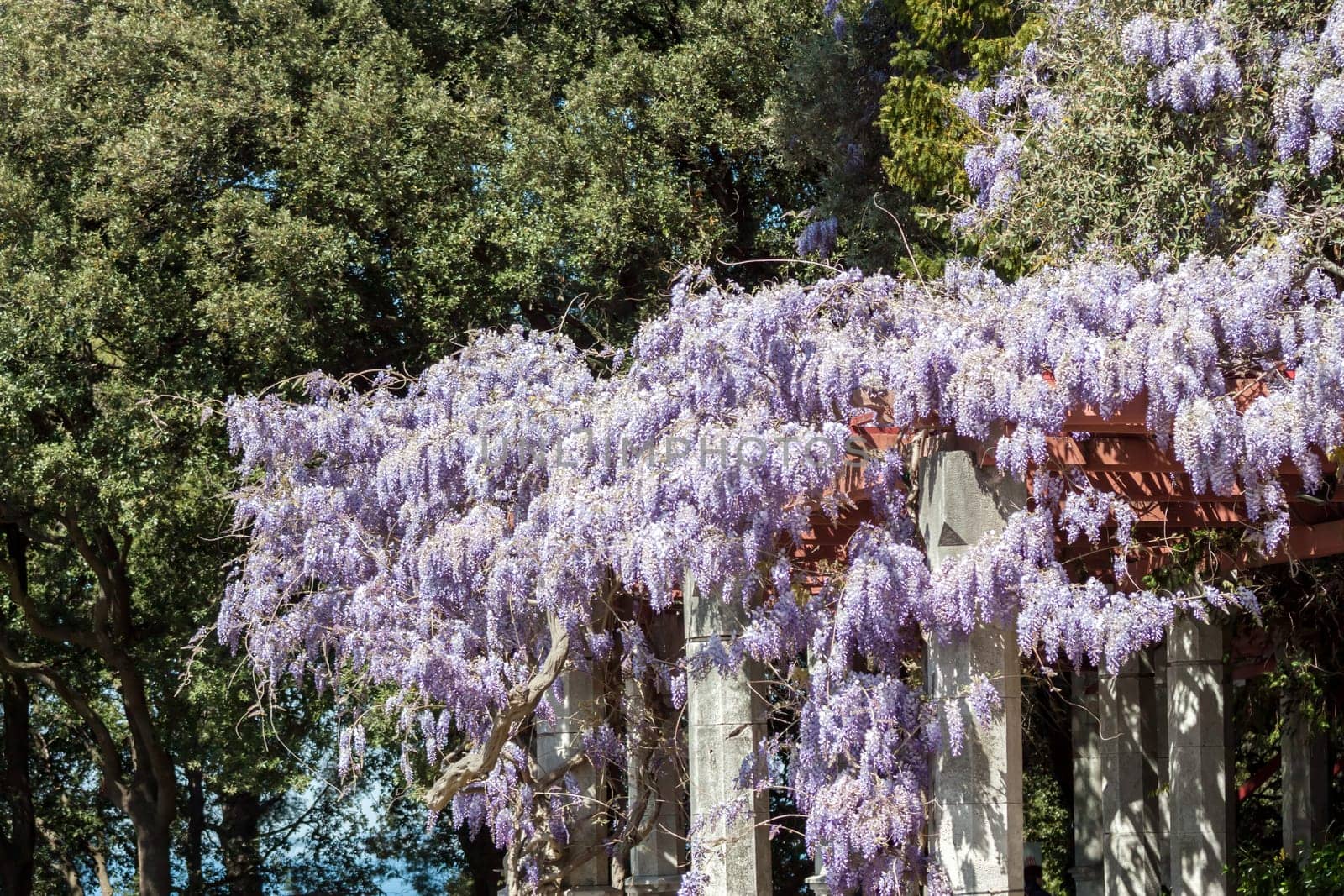 amazing violet wisteria blossom spring in italy