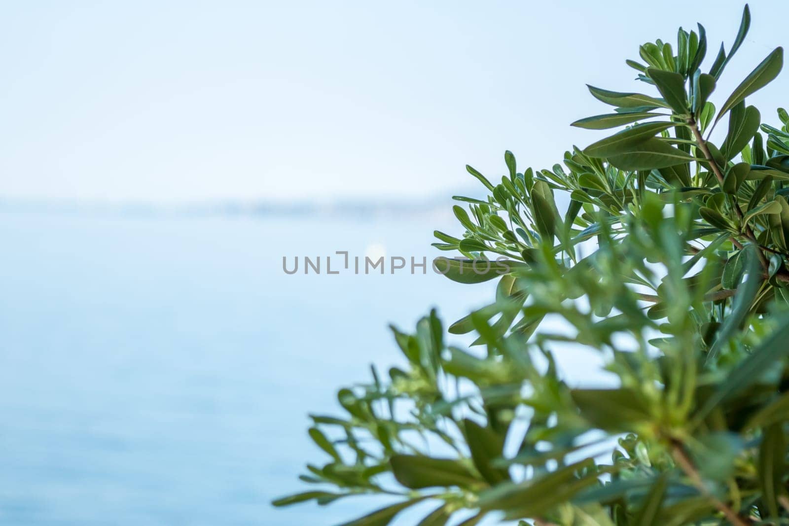 bush with green leaves against sky and sea background
