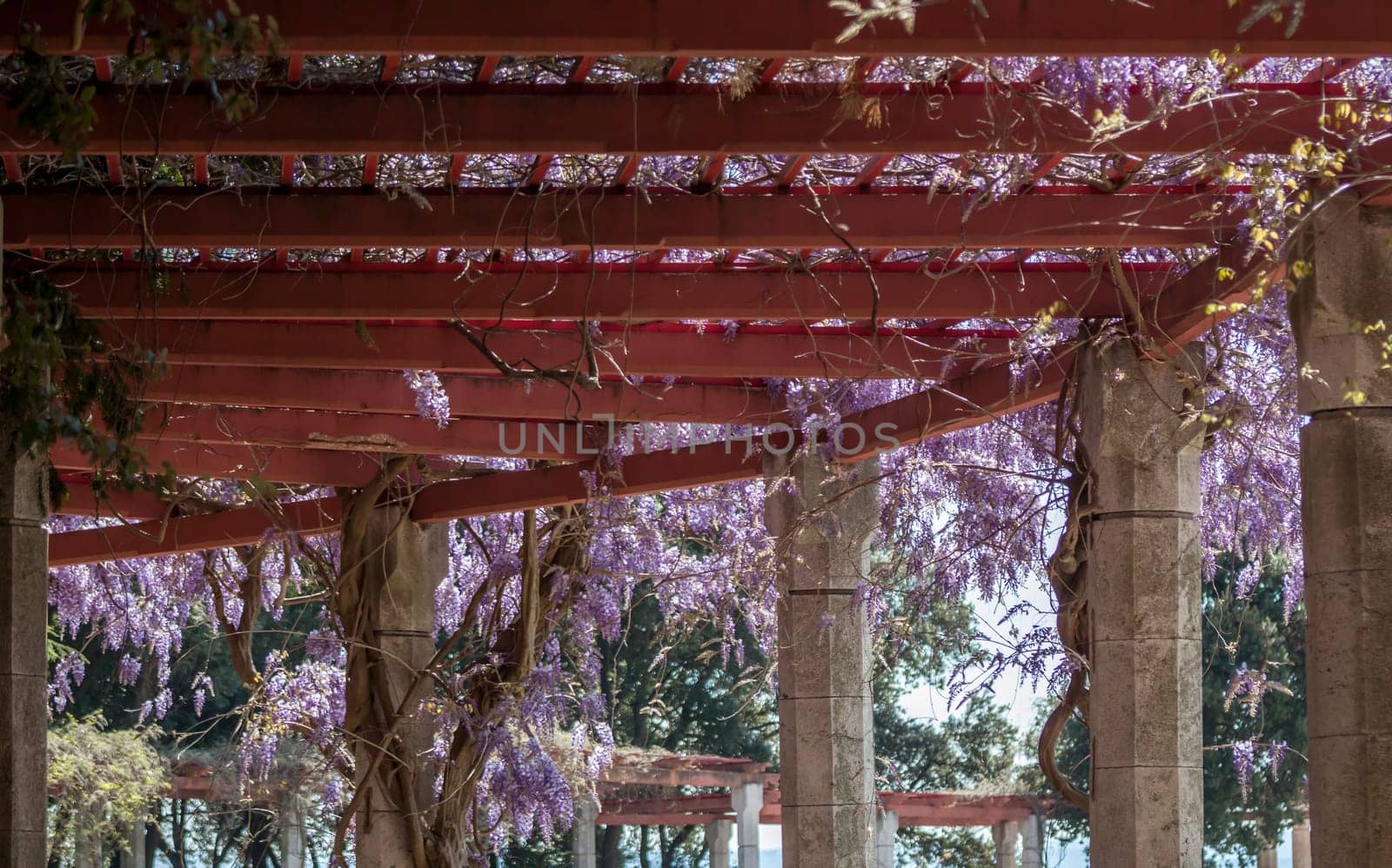 amazing violet wisteria blossom spring in italy