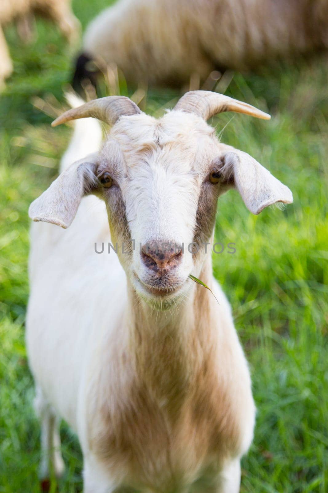 Goat with small horns