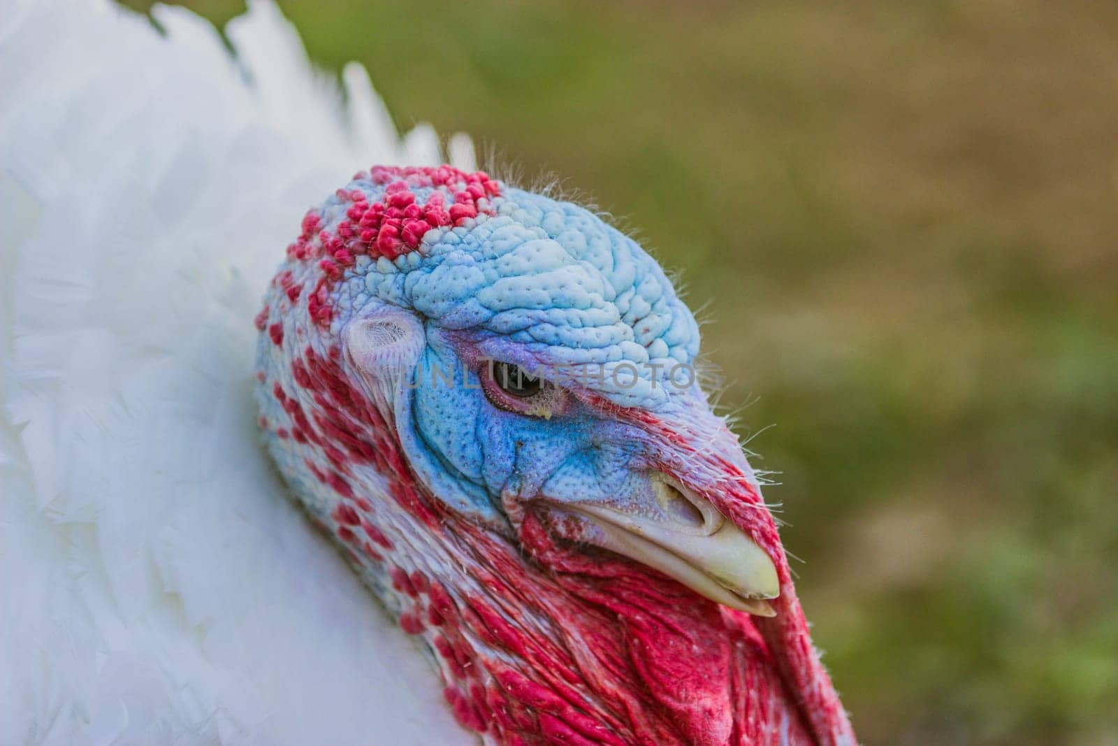 Turkeys from a Hessian free-range farm