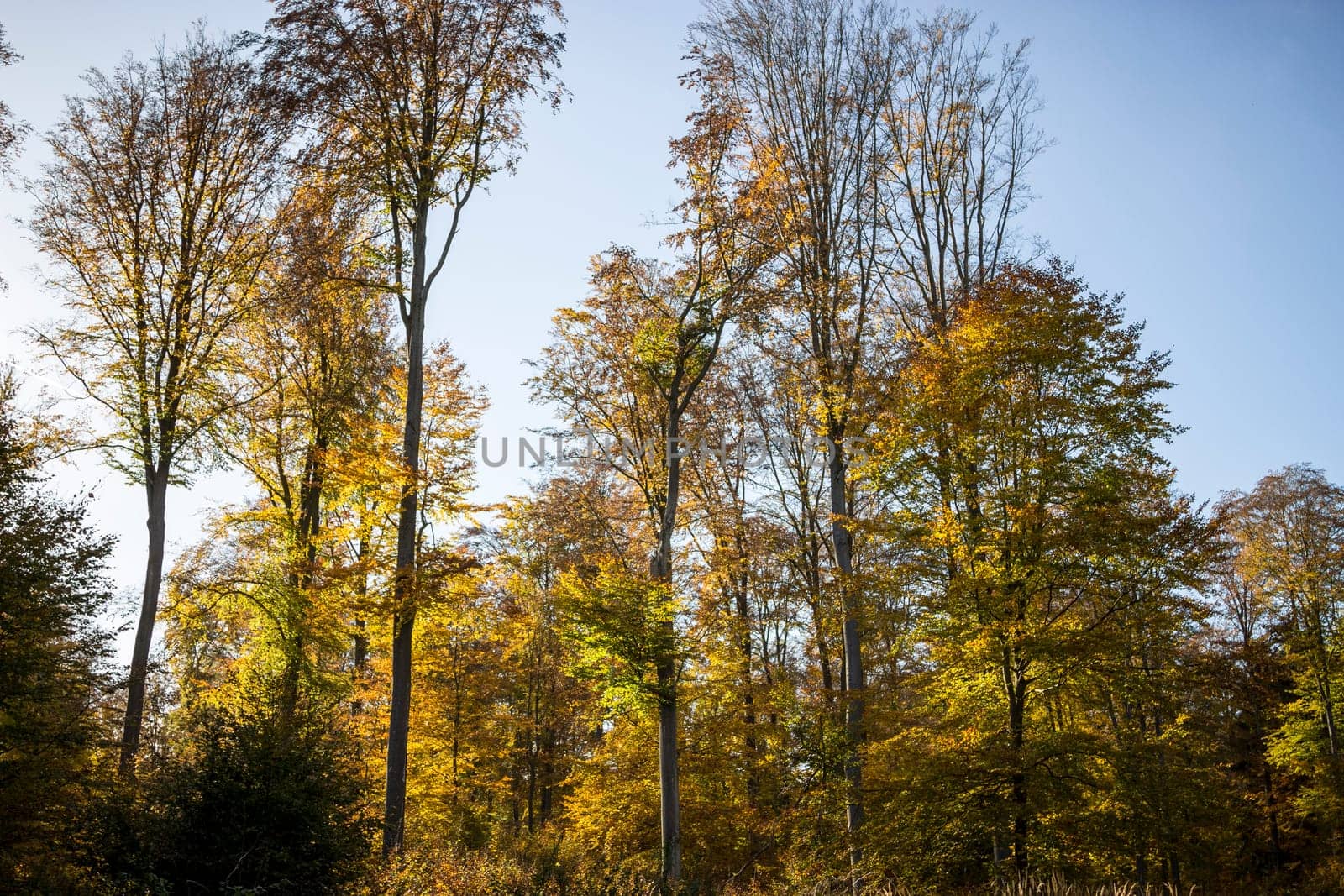 Autumn forest impressions in the afternoon light