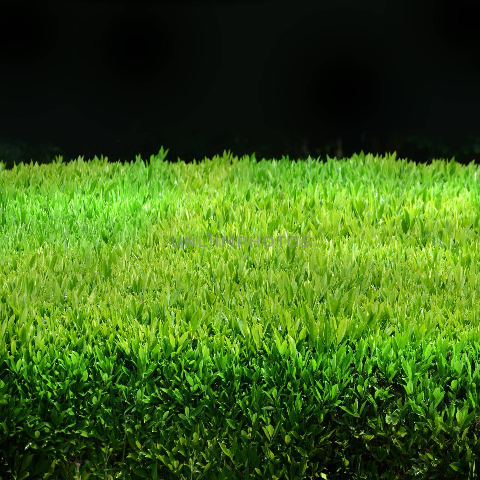Green hedge