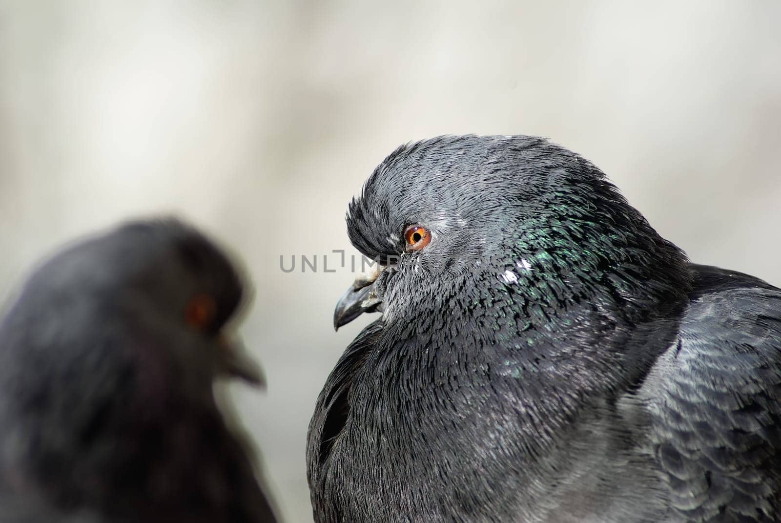 Two pigeons close up. Shallow depth of field. Selective focus.