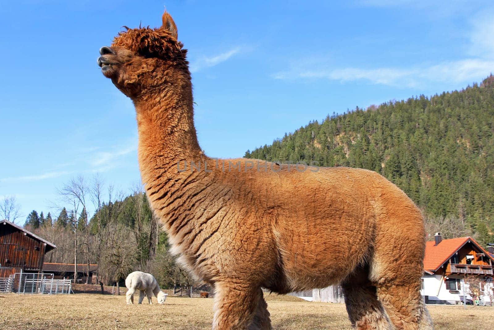 A brown female alpaca on a meadow in Bavaria