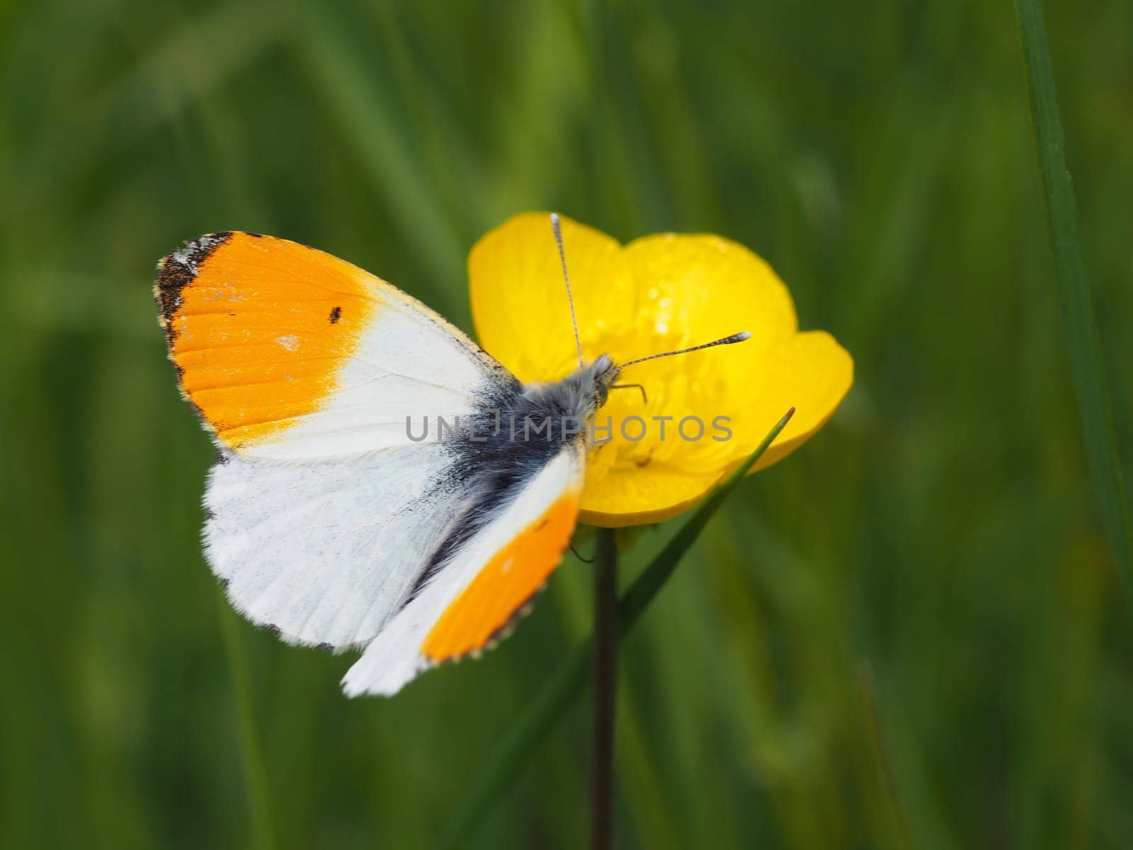 Orange tip