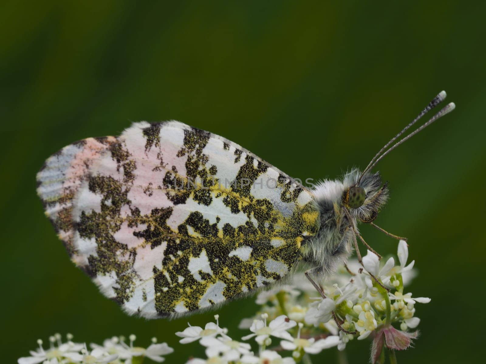 Orange tip