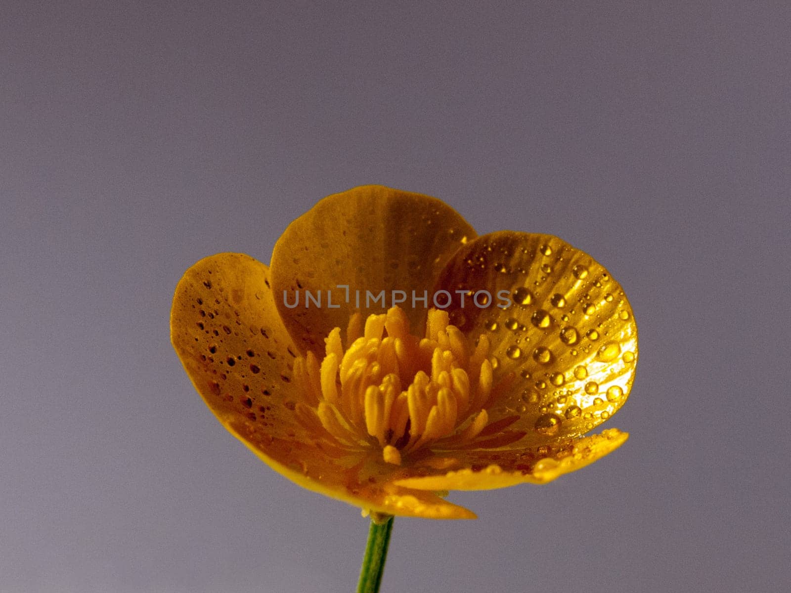 close up macro of a wet buttercup inside studio
