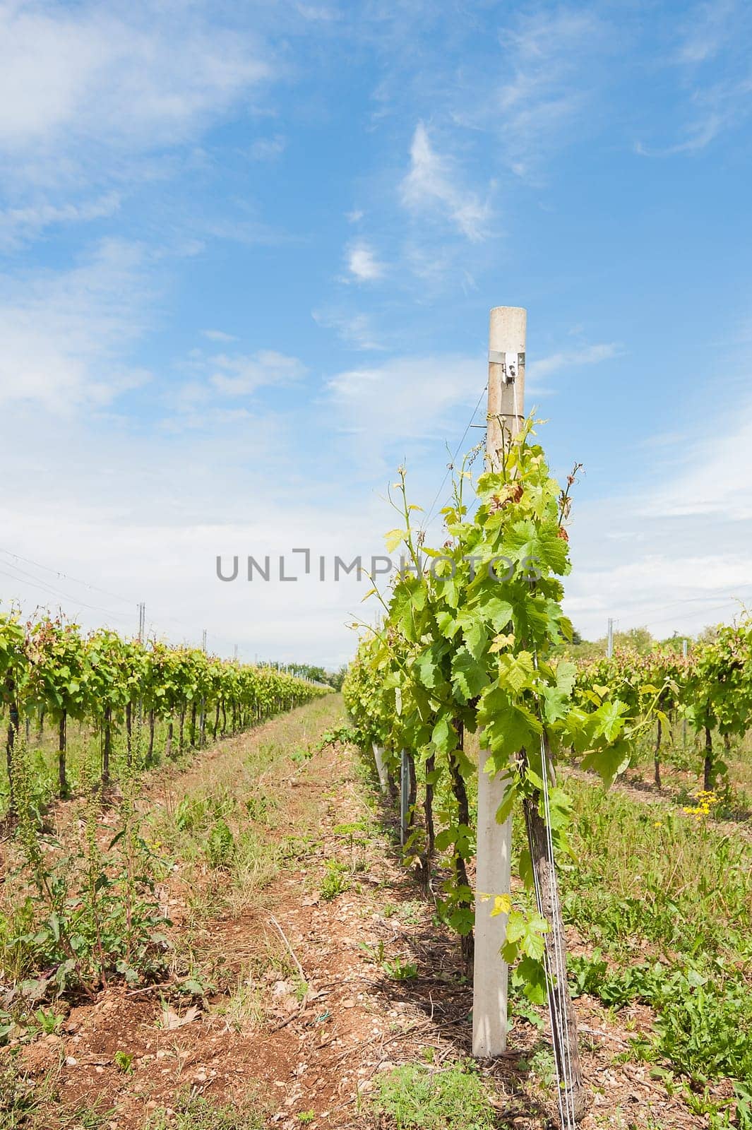 Agriculture, vineyard in spring and blue sky with clouds