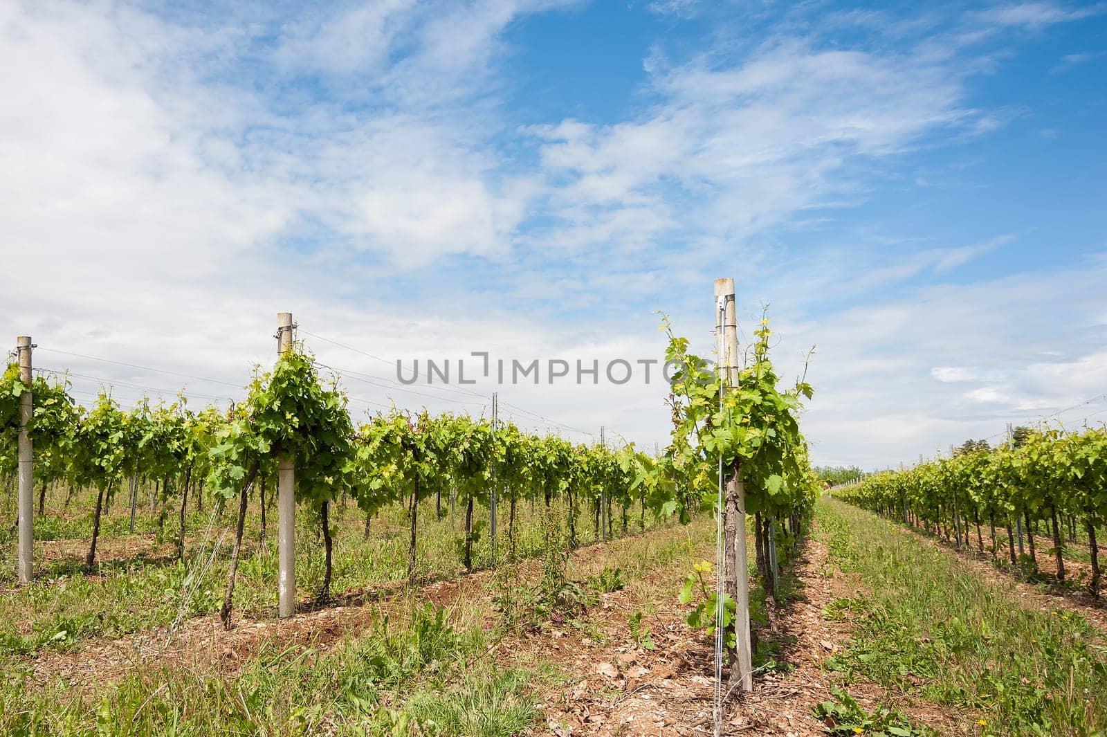 Agriculture, vineyard in spring and blue sky with clouds