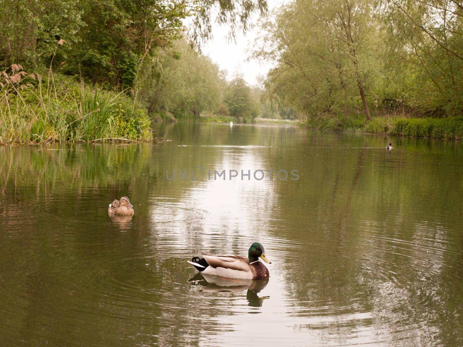 two female and male mallards close up on a river in spring