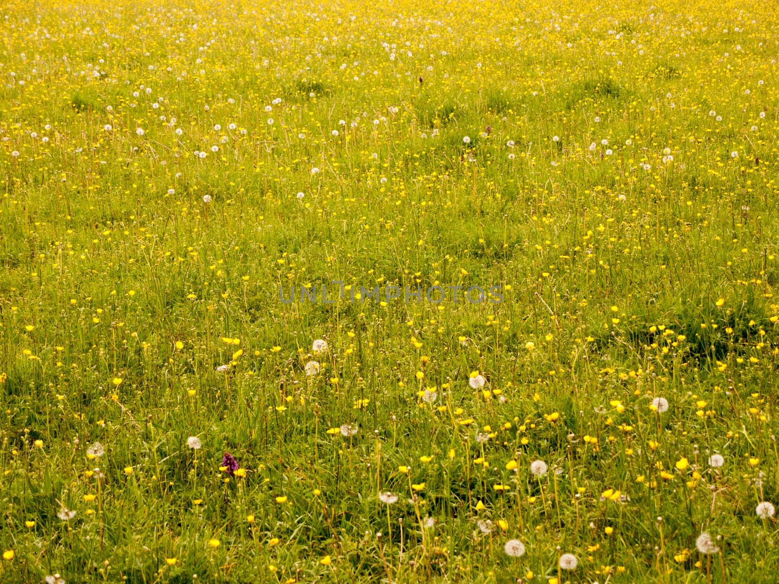 a lovely background of a meadow with buttercups lush grass and dandelion heads