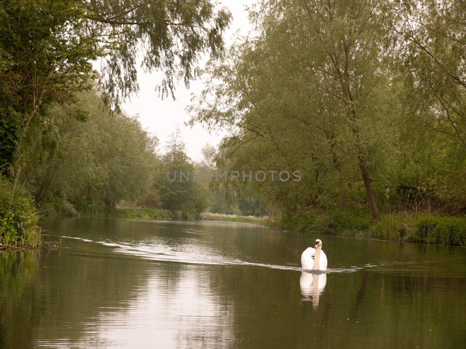 a lovely white mute swan single swimming down the stream river towards