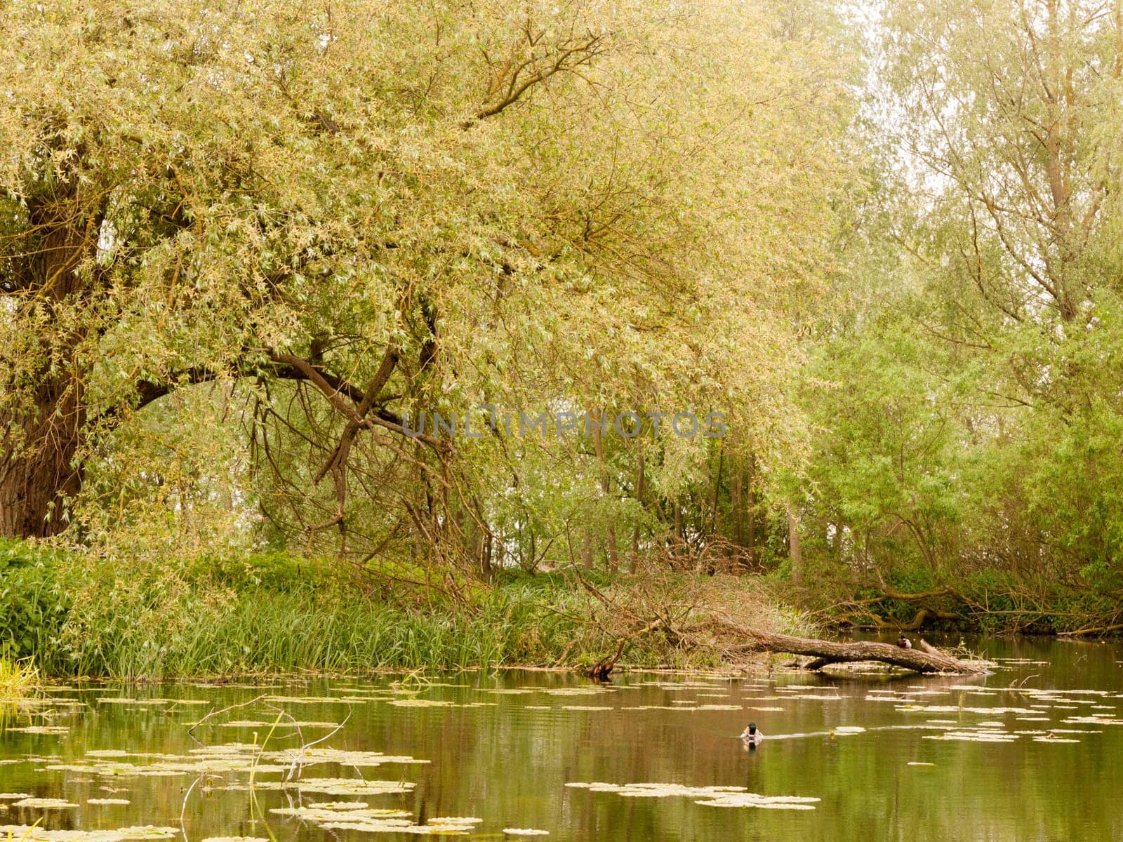 a lovely countryside park river stream scene with ducks