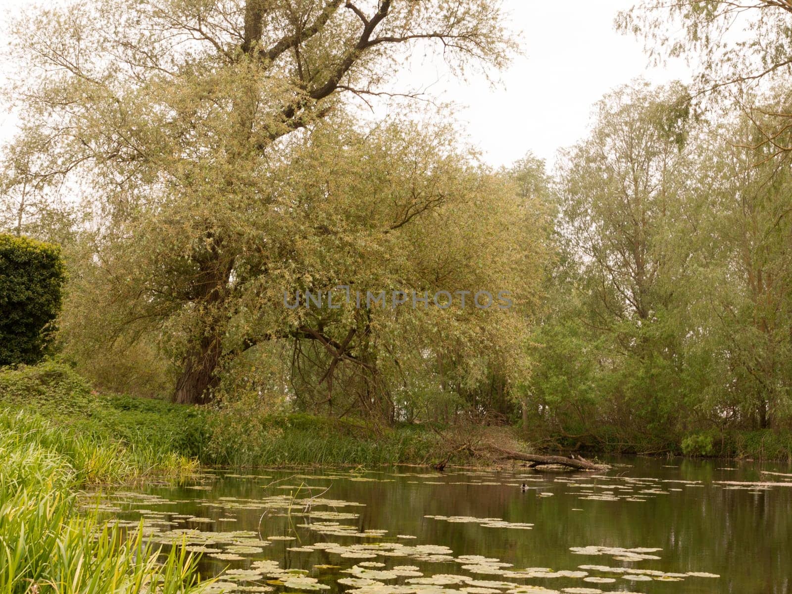 a lovely countryside park river stream scene with ducks