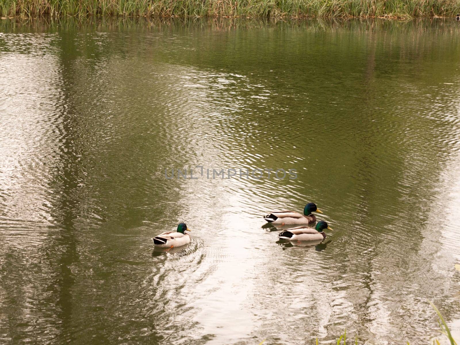 a bunch of three male mallards swimming down the stream river