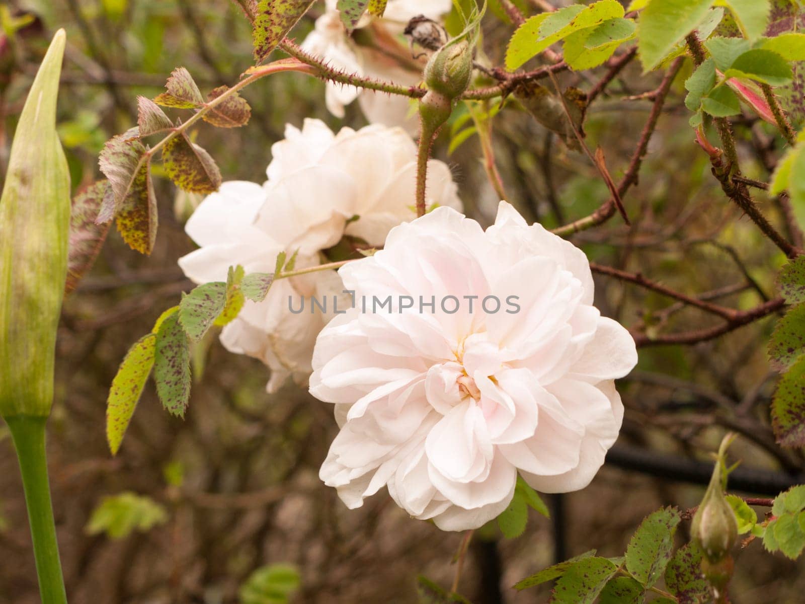 a lovely white flower head fluffy and many petals on tree outside in garden