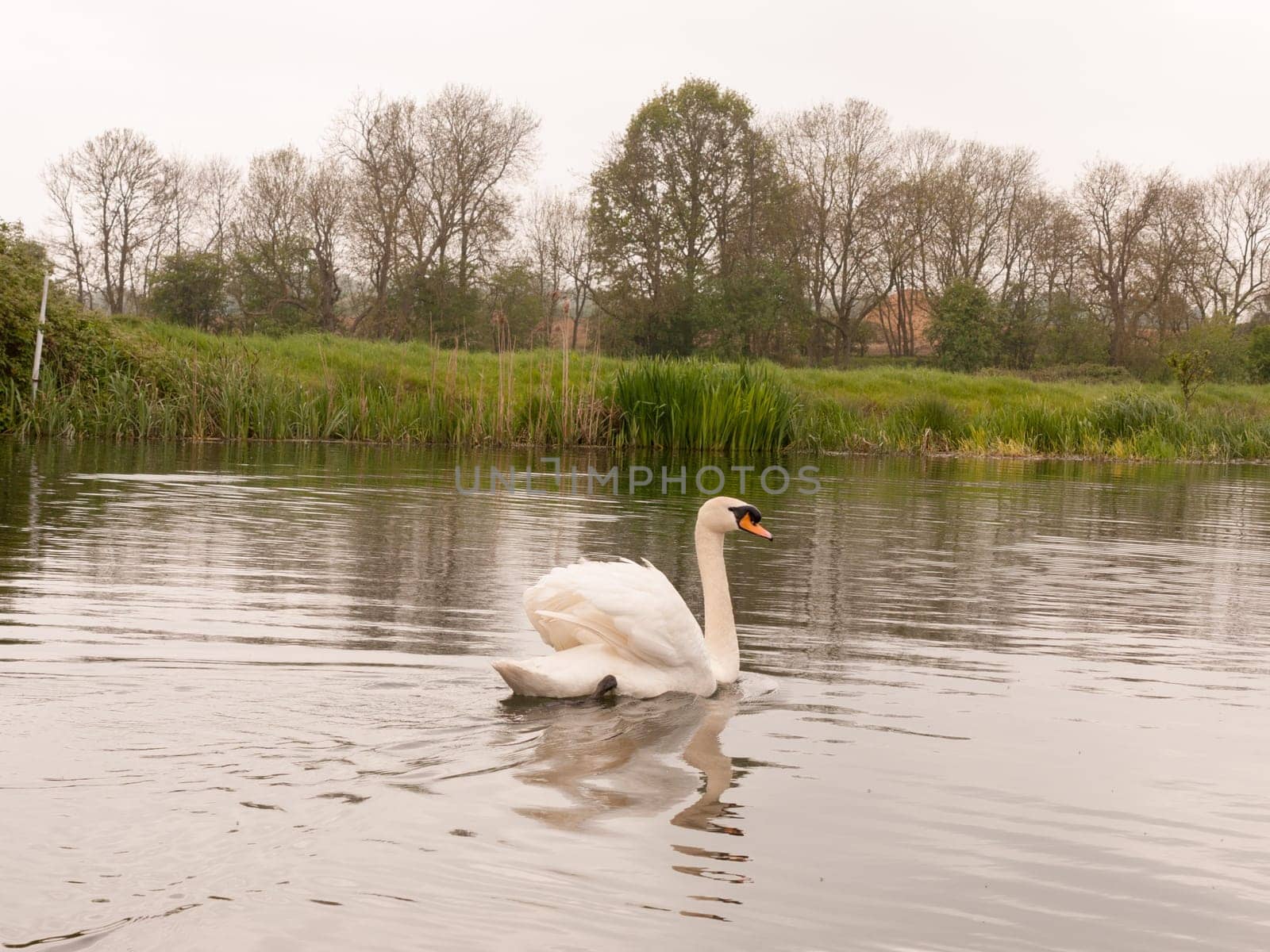 a lovely mute swam on a river in uk spring park swimming away