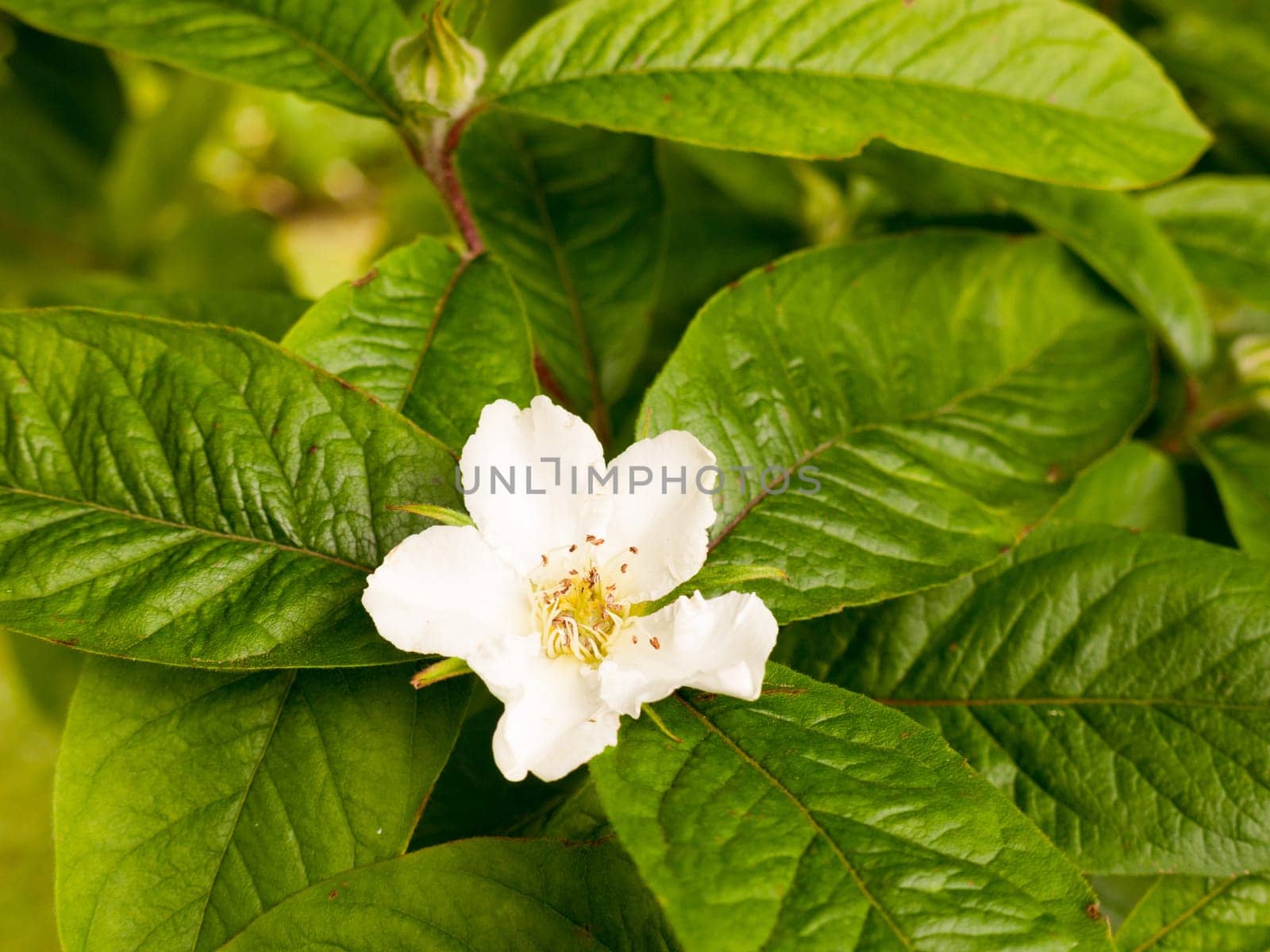 a lovely blossom white flower head on a tree outside with green lush leaves