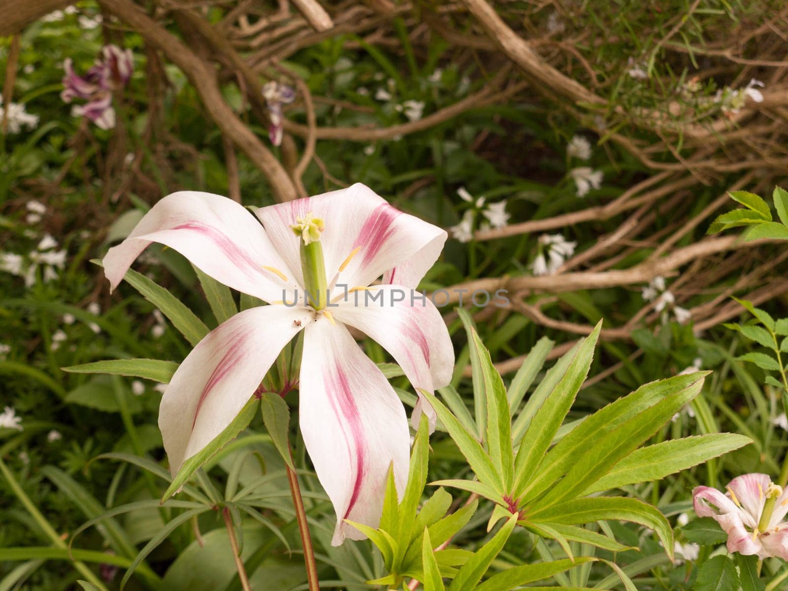 a lovely magnolia coloured flower on the ground of the garden outside