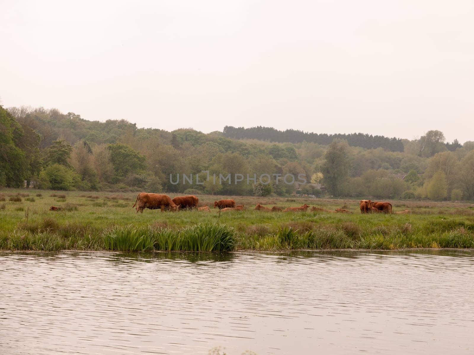 some lovely brown cow bullocks outside and across the river grazing