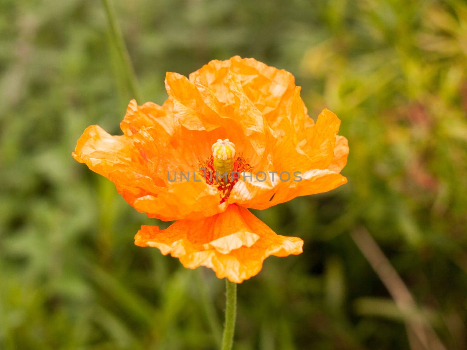 beautiful orange poppy flower head isolated outside in garden