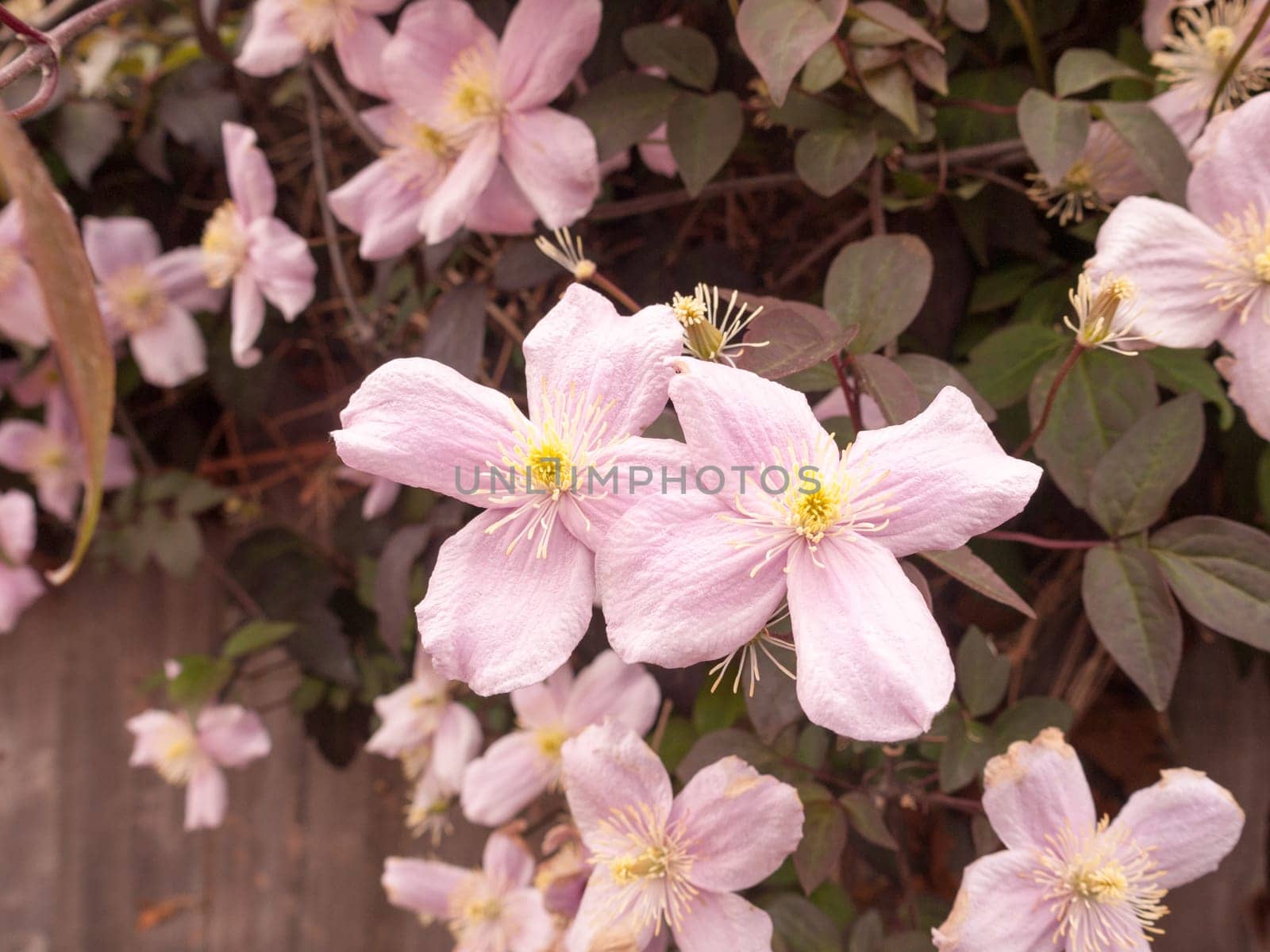 lovely cherry blossom on a tree outside up close