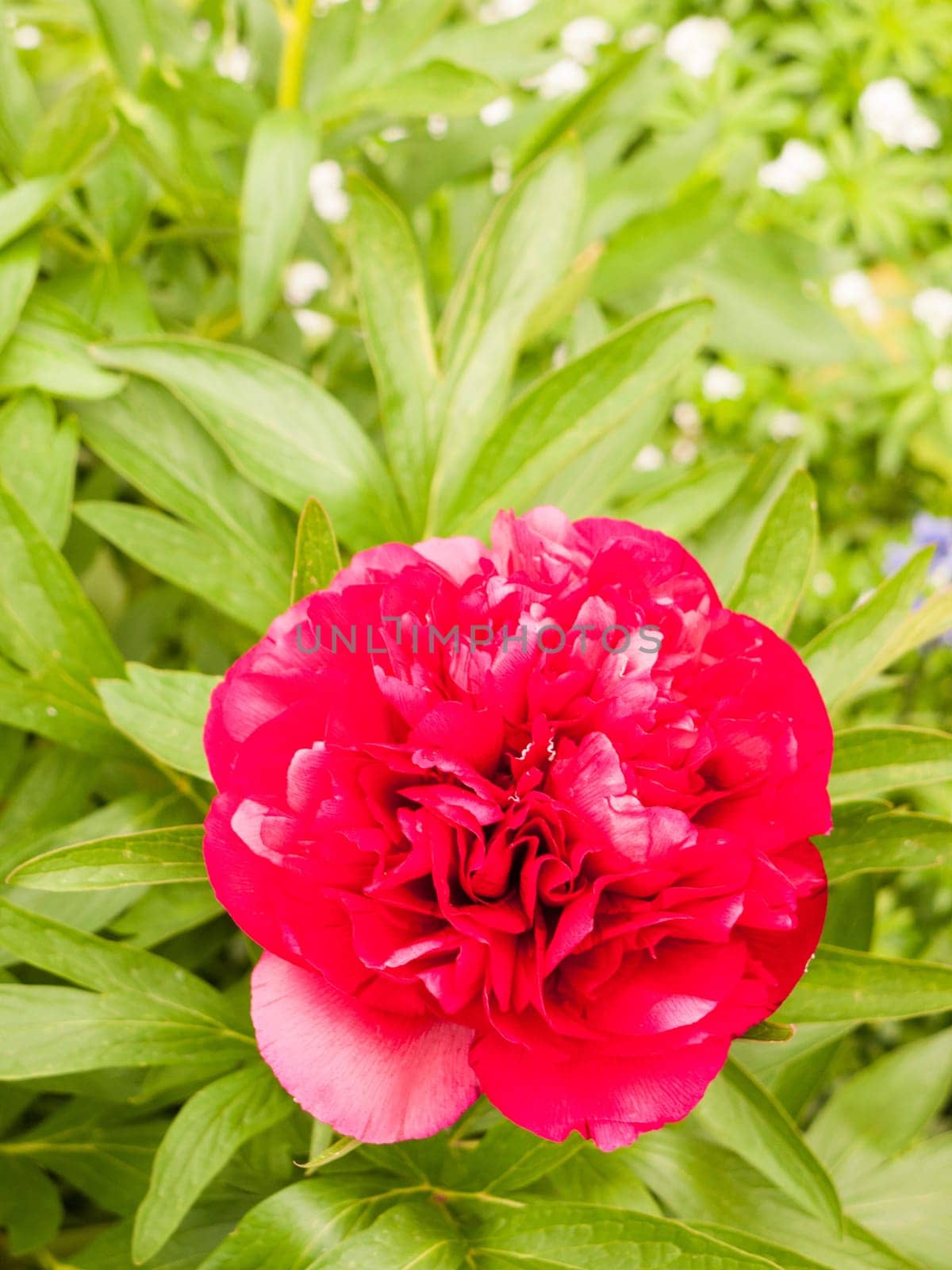 beautiful red big lush flower head outside in garden