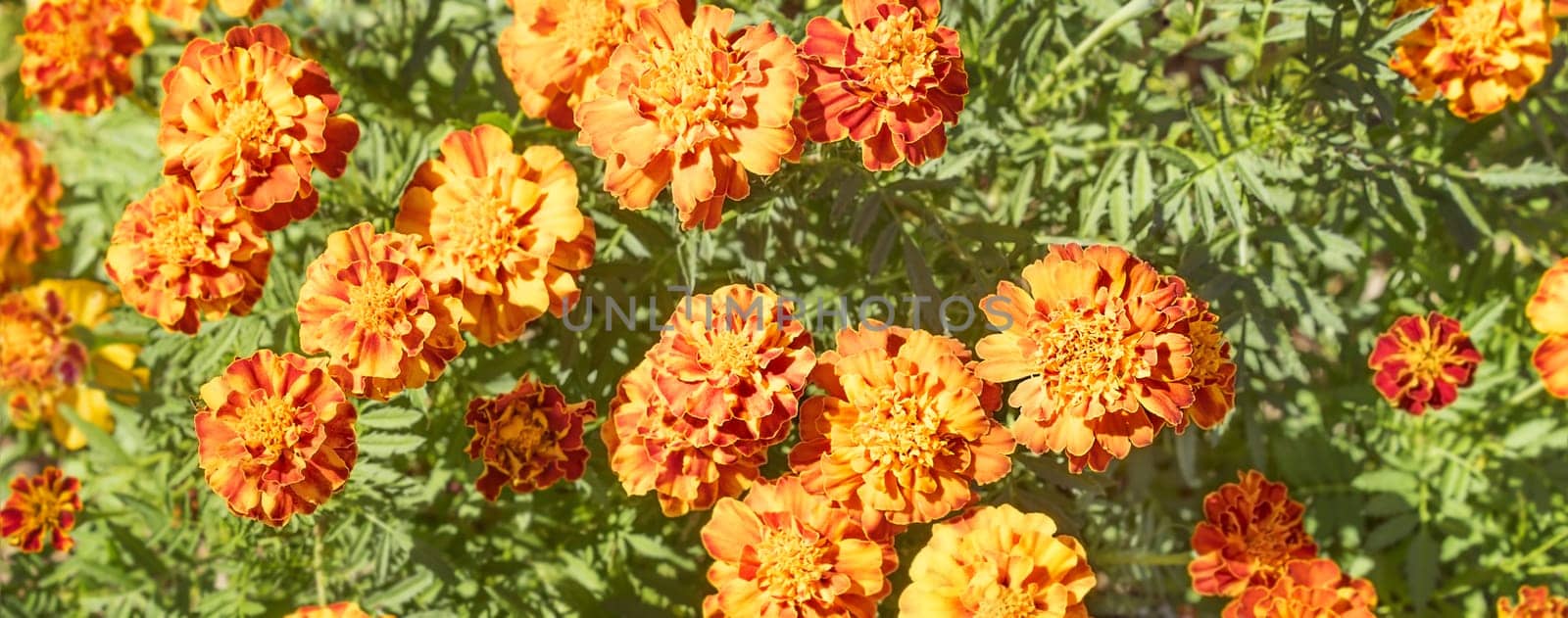 Bright colored, floral marigold background with golden yellow flower blooms and green foliage leaves
