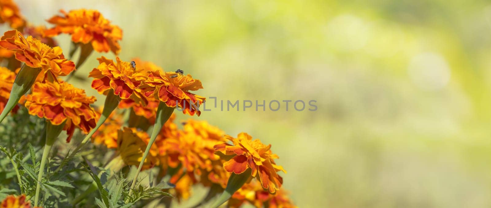 Bright golden calendula marigolds for greeting card background for condolence, funeral, love, care and remembrance