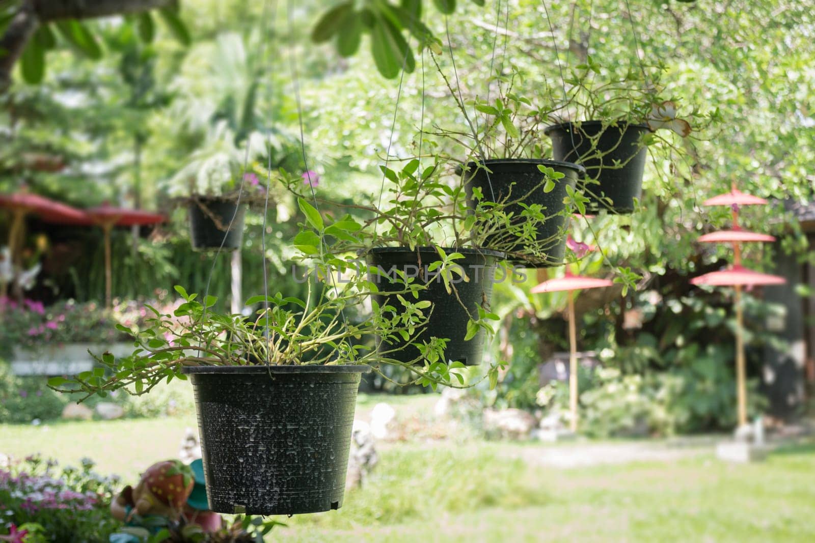 Hanging Green Plant Pot From Roof, stock photo