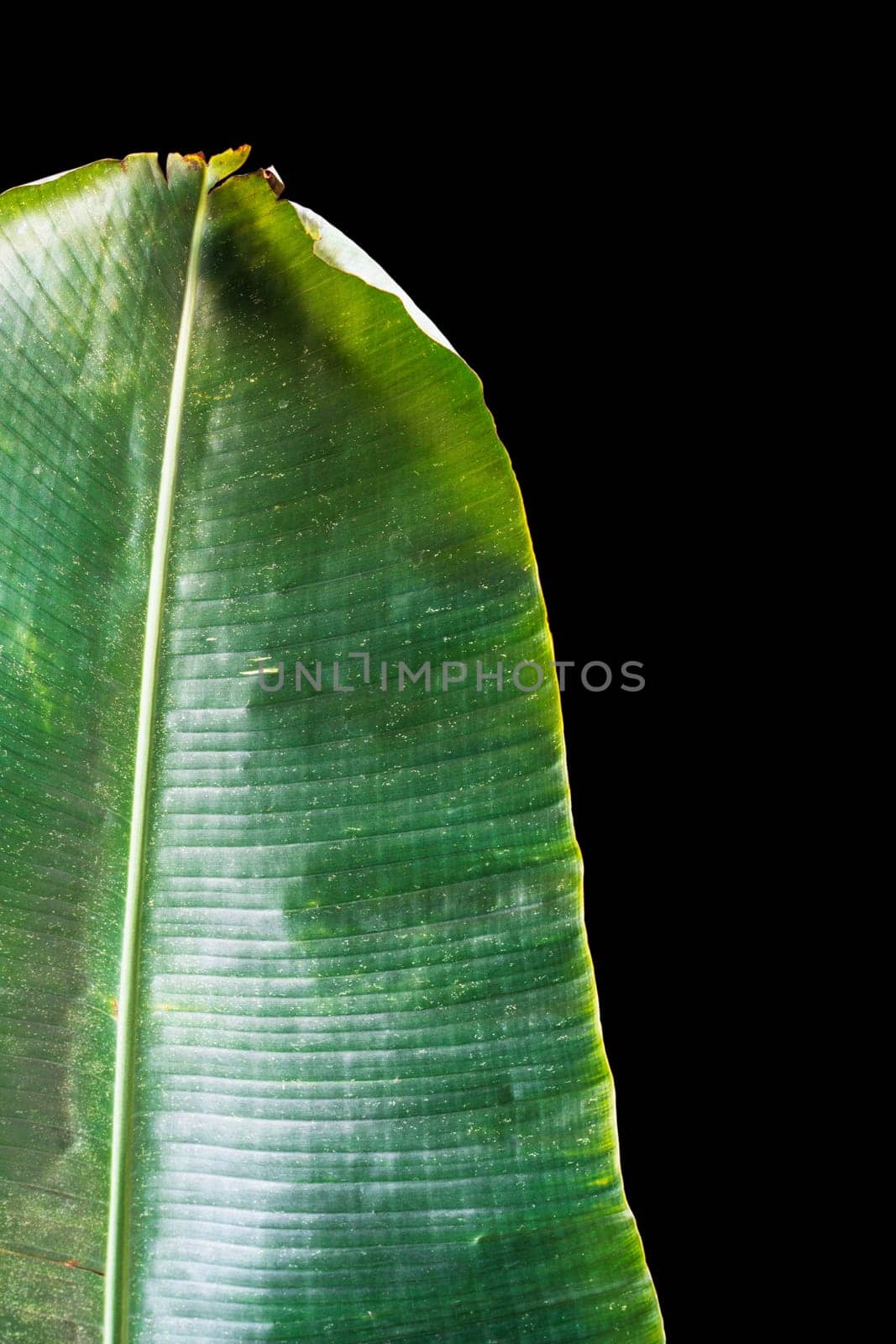Banana leaf of green on a black background.