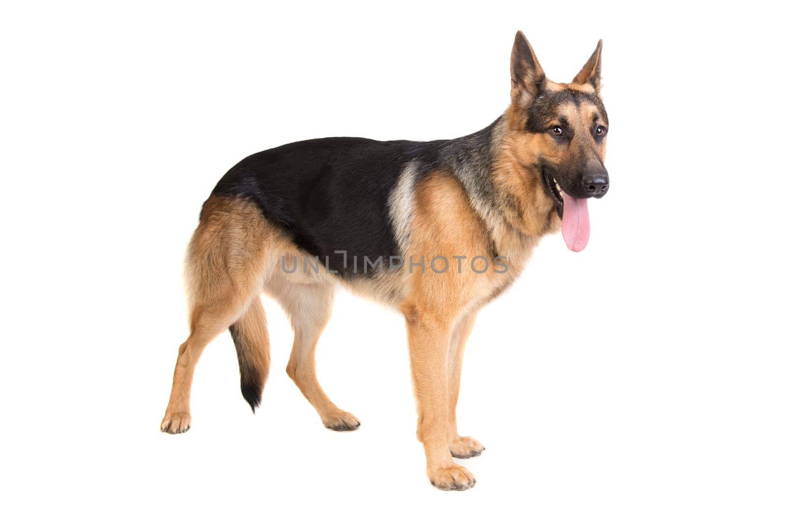 dog, German Shepherd, isolated in a white background