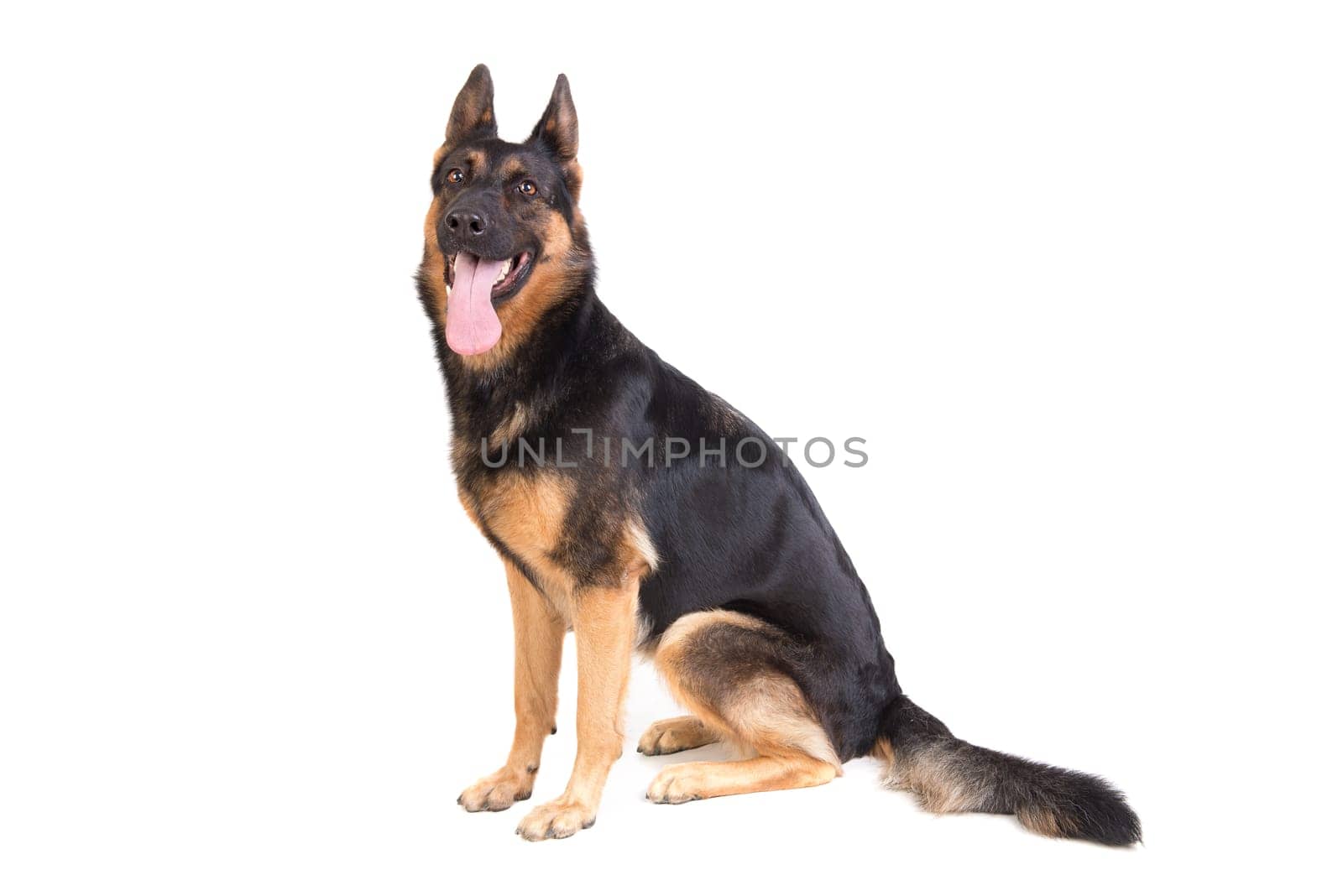 dog, German Shepherd, isolated in a white background