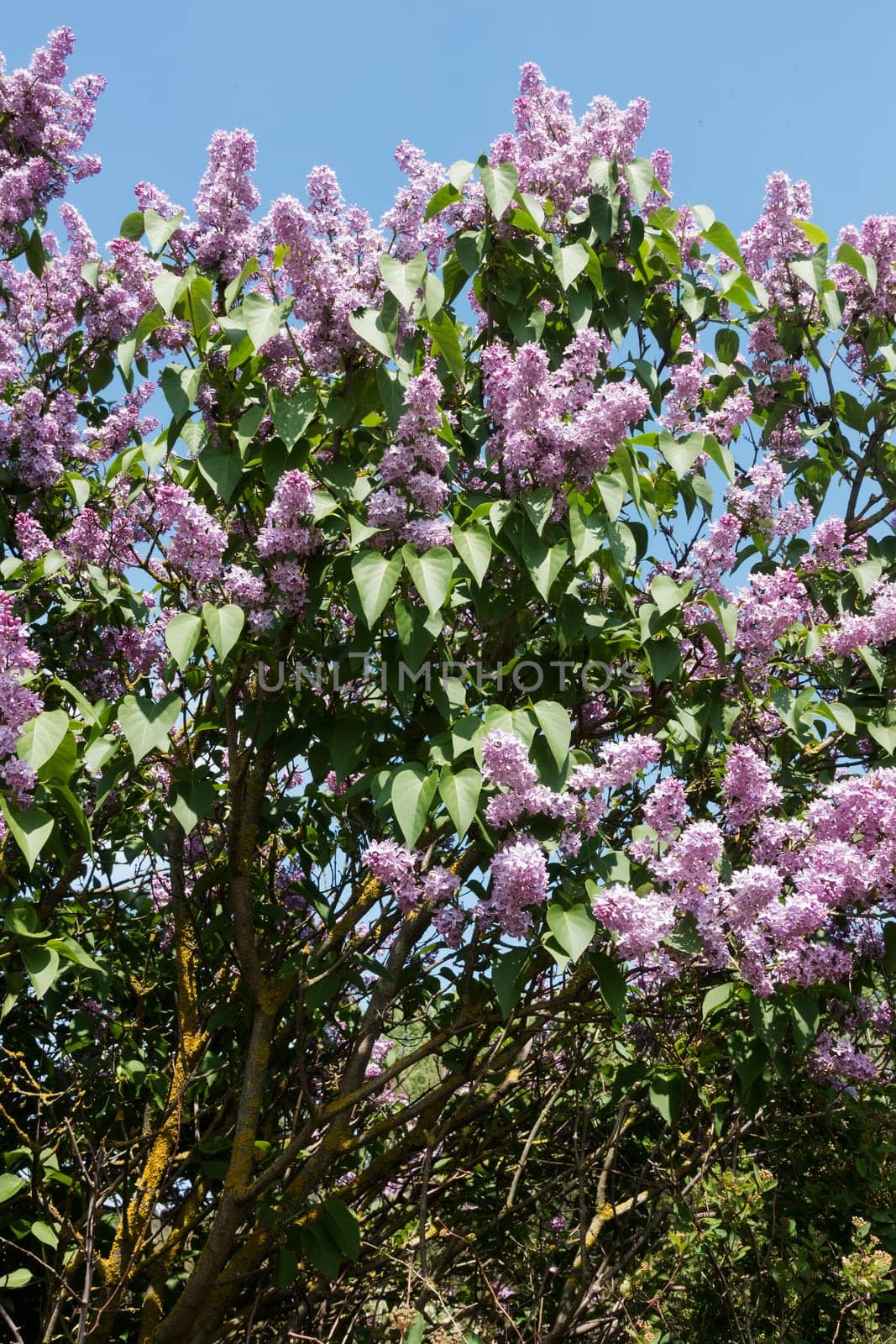 Lilac blooming in spring,shrub with flowering purple lilac